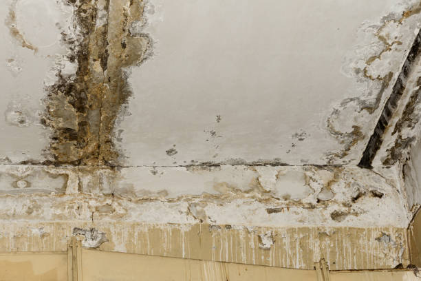 Professional Mold Remediation in Torrington, CT